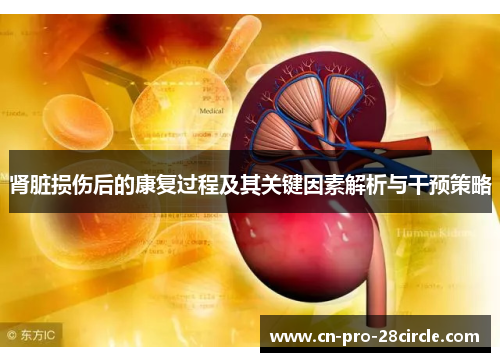 肾脏损伤后的康复过程及其关键因素解析与干预策略
